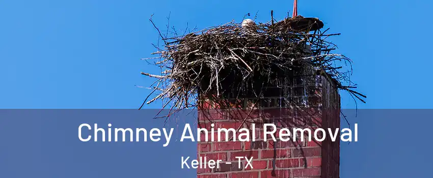 Chimney Animal Removal Keller - TX