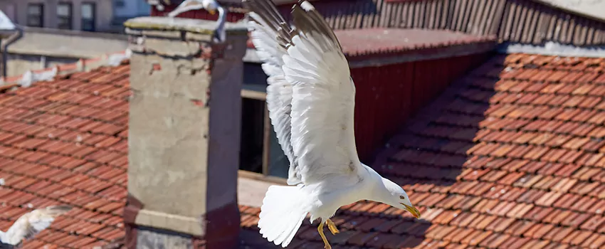 Residential Chimney Animal Removal Solution in Keller, TX