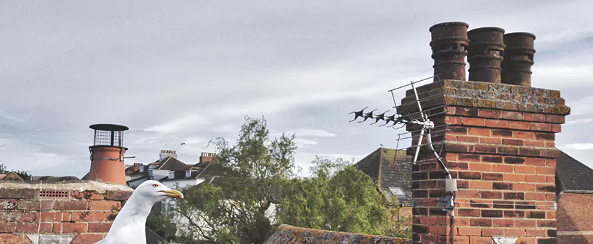 Chimney Cleaning And Restoration in Keller, Texas